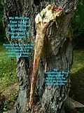 E-Book (epub) We Walk on Four Legs: Spirit Animal Medicine Teachings & Alchemy von GrandMother Mary Singing Wolf