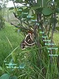 E-Book (epub) We Crawl Slither Swim Fly & Hop:Spirit Animal Medicines Teachings & Alchemy von GrandMother Mary Singing Wolf