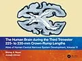E-Book (epub) The Human Brain during the Third Trimester 225- to 235-mm Crown-Rump Lengths von Shirley A. Bayer, Joseph Altman