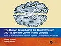 E-Book (epub) The Human Brain during the Third Trimester 310- to 350-mm Crown-Rump Lengths von Shirley A. Bayer, Joseph Altman