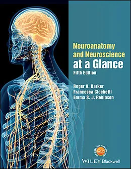 E-Book (pdf) Neuroanatomy and Neuroscience at a Glance von Roger A. Barker, Francesca Cicchetti, Emma S. J. Robinson