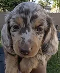 E-Book (epub) Training Your Pup Is Not Hard It's Repetitive von Maticka Maxwell-Burton