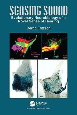 E-Book (pdf) Sensing Sound von Bernd Fritzsch