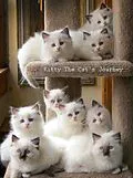 E-Book (epub) Kitty The Cat's Journey von Harini M
