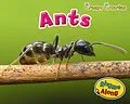 E-Book (pdf) Ants von Rebecca Rissman