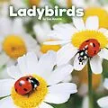 E-Book (pdf) Ladybirds von Lisa J. Amstutz