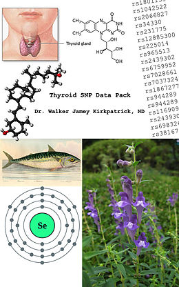 E-Book (epub) Thyroid SNP Data Pack von Dr. Walker Jamey Kirkpatrick