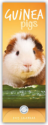 Couverture cartonnée Guinea Pigs Slim Calendar 2025 de Carousel Calendars