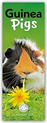 Kalender Guinea Pigs (PFP)Slim von Carousel Calendar