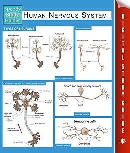 eBook (epub) Human Nervous System (Speedy Study Guides) de Speedy Publishing