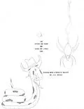 E-Book (epub) The Spider and the Snake who Saved the Little Girl von J. Satsem