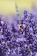 Couverture cartonnée Lavender: Lavender Is an Herb. the Flower and the Oil of Lavender Are Used to Make Medicine. Lavender Is Commonly Used for Anxie de Planners And Journals