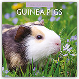 Geheftet Guinea Pigs  Meerschweinchen 2025  16-Monatskalender von Robin Red