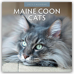 Kalender Maine Coon Cats  Maine Coon Katzen 2025  16-Monatskalender von Robin Red