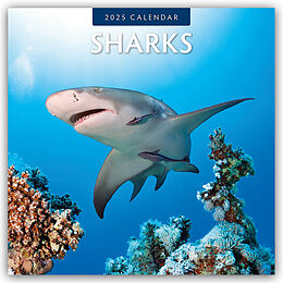 Kalender Sharks  Haie 2025  16-Monatskalender von Robin Red