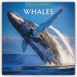 Kalender (Kal) Whales  Wale 2025  16-Monatskalender von Robin Red