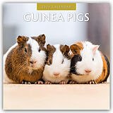 Kartonierter Einband Guinea Pigs 2026 Square Wall Calendar von Red Robin