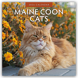 Kalender Maine Coon Cats - Maine Coon Katzen 2026 - 16-Monatskalender von Red Robin Publishing Ltd