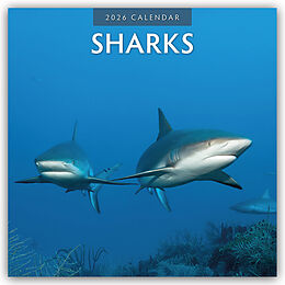 Kalender Sharks - Haie 2026 - 16-Monatskalender von Red Robin Publishing Ltd