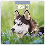 Kartonierter Einband Huskies 2026 Square Wall Calendar von Red Robin