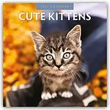 Kalender (Kal) Cute Kittens Niedliche Kätzchen 2027 16-Monatskalender von Robin Red