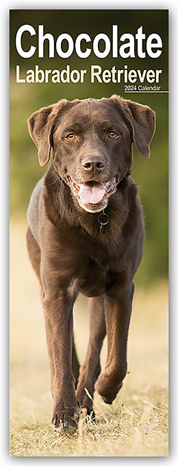 Calendrier Chocolate Labrador Retriever - Schokoladenfarbene Labrador Retriever 2024 de Avonside Publisher Ltd