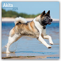 Kalender (Kal) Akitas 2025 - 16-Monatskalender von Avonside Publishing Ltd.