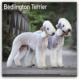 Kalender (Kal) Bedlington Terrier 2025- 16-Monatskalender von Avonside Publishing Ltd.