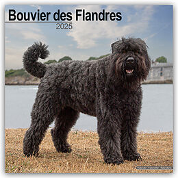 Kalender (Kal) Bouvier des Flandres 2025  16-Monatskalender von Avonside Publishing Ltd