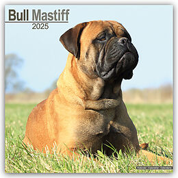 Kalender Bull Mastiff 2025 - 16-Monatskalender von Avonside Publishing Ltd