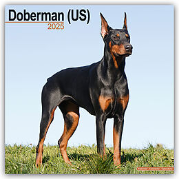 Kalender (Kal) Doberman - Dobermann 2025 - 16-Monatskalender von Avonside Publishing Ltd