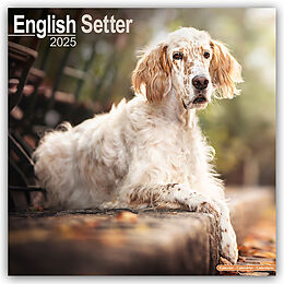 Kalender English Setter - Englisch Setter 2025 - 16-Monatskalender von Avonside Publishing Ltd