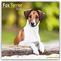 Kalender (Kal) Fox Terrier - Foxterrier 2025 - 16-Monatskalender von Avonside Publishing Ltd