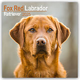 Geheftet Fox Red Labrador Retriever  Fuchsroter Labrador 2025 Retriever  16-Monatskalender von Avonside Publishing Ltd