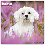 Geheftet Maltese - Malteser 2025 - 16-Monatskalender von Avonside Publishing Ltd