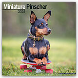 Geheftet Miniature Pinscher - Zwergpinscher 2025 - 16-Monatskalender von Avonside Publishing Ltd
