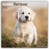 Geheftet Golden Retriever Puppies - Golden Retriever-Welpen 2025 - 16-Monatskalender von Avonside Publishing Ltd