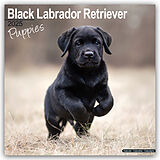 Geheftet Black Labrador Retriever Puppies - Schwarze Labradorwelpen 2025 - 16-Monatskalender von Avonside Publishing Ltd