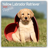 Geheftet Yellow Labrador Retriever Puppies - Weiße Labradorwelpen 2025 von Avonside Publishing Ltd