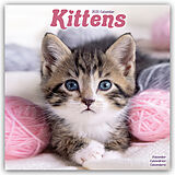 Geheftet Kittens  Kätzchen 2025  16-Monatskalender von Avonside Publishing Ltd