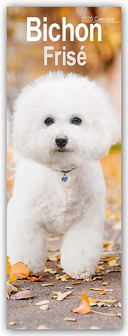 Calendrier Bichon Frisé 2025 de Avonside Publishing Ltd