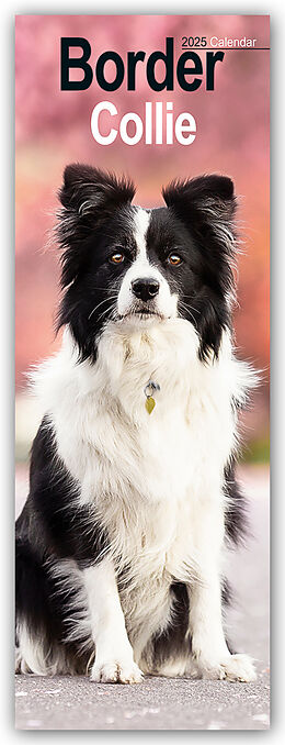 Calendrier Border Collies 2025 de Avonside Publishing Ltd