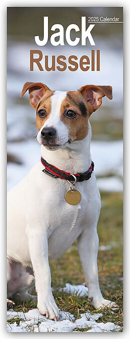 Calendrier Jack Russell  Jack Russell Terrier 2025 de Avonside Publishing Ltd