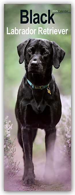 Calendrier Black Labrador Retriever  Schwarze Labrador Retriever 2025 de Avonside Publisher Ltd