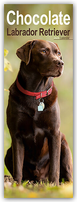 Calendrier Chocolate Labrador Retriever  Schokoladenfarbener Labrador Retriever 2025 de Avonside Publisher Ltd