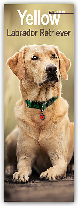 Calendrier Yellow Labrador Retriever  Gelbe Labrador Retriever 2025 de Avonside Publishing Ltd