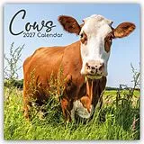 Kalender Cows  Kühe 2027  16-Monatskalender von Gifted Stationery Co. Ltd