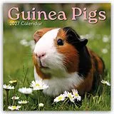 Kalender Guinea Pigs  Meerschweinchen 2027  16-Monatskalender von Gifted Stationery Co. Ltd