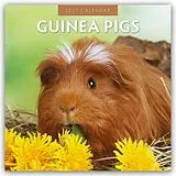 Kalender Guinea Pigs Meerschweinchen 2027 16-Monatskalender von Robin Red