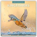 Kalender Kingfishers  Eisvögel 2027  16-Monatskalender von Robin Red